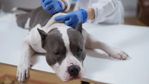 A dog receives a veterinary exam, emphasizing pet care and checkups Stock Footage 283121713