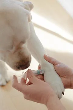 Dog receiving veterinary injection Stock Photos