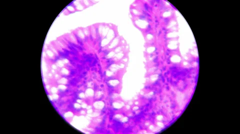 Dog Rectum 1000x 2000x Stock Footage 39806158