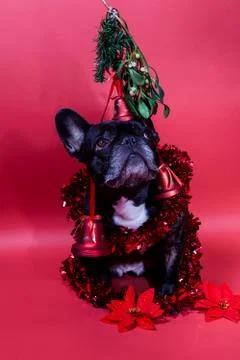 Dog with red background Stock Photos