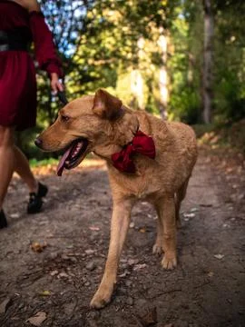 Dog with red bow tie posing in the park	 Stock Photos