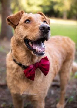Dog with red bow tie posing in the park	 Stock Photos