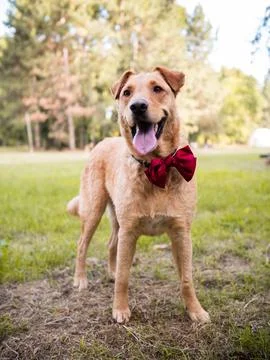 Dog with red bow tie posing in the park	 Stock Photos
