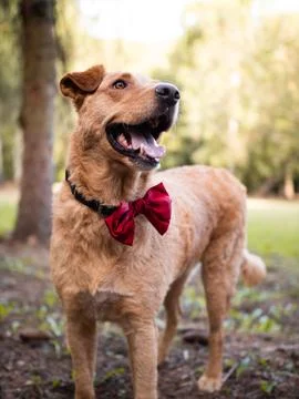 Dog with red bow tie posing in the park	 Stock Photos