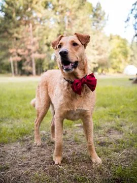 Dog with red bow tie posing in the park	 Stock Photos