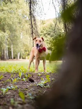 Dog with red bow tie posing in the park	 Stockfoto's