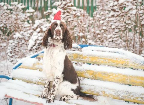 A dog in a red cap on his head sits on a bench in a snowy winter park. Christ Stock Photos