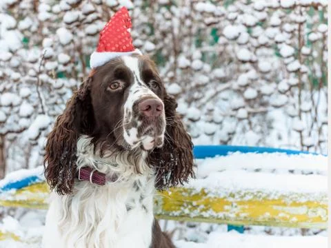 A dog in a red cap on his head sits on a bench in a snowy winter garden. Stock Photos