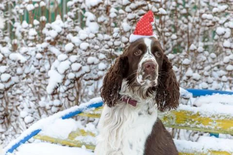 A dog in a red cap on his head sits on a bench in a snowy winter garden. Stock Photos
