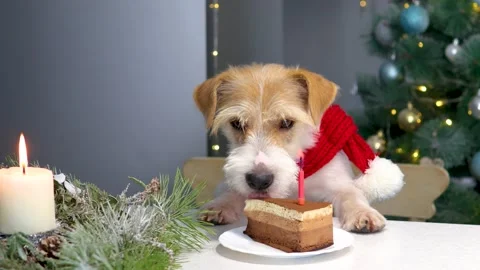 A dog in a red Christmas scarf eats a cake with a burning candle in Christmas 動画素材 165388596