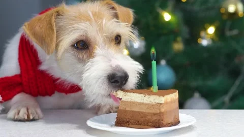 A dog in a red Christmas scarf eats a cake with a burning candle in Christmas Stock Footage 165388704