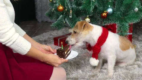 A dog in a red Christmas scarf eats a cake with a burning candle in Christmas Stock Footage 165388954