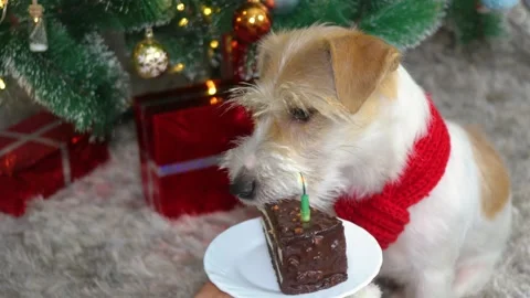 A dog in a red Christmas scarf eats a cake with a burning candle in Christmas 動画素材 165389088