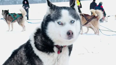 A dog with a red collar is looking at the camera 스톡 동영상 276064976