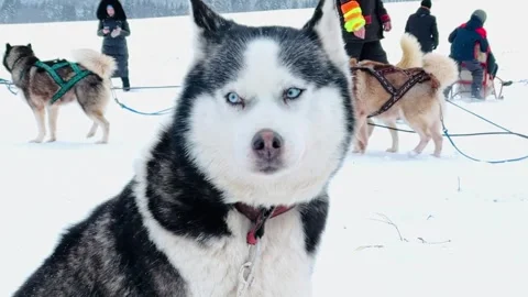 A dog with a red collar is looking at the camera 스톡 동영상 278146509