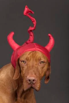 Dog with red devil hat Stock Photos