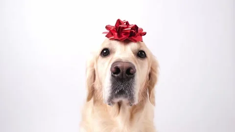 A dog with a red gift bow on his head. Golden Retriever for Valentines Day Stockbeeldmateriaal 255304926