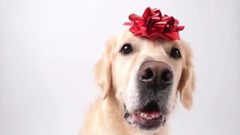 A dog with a red gift bow on his head.Golden Retriever for Valentines Day Stock Footage 255304941