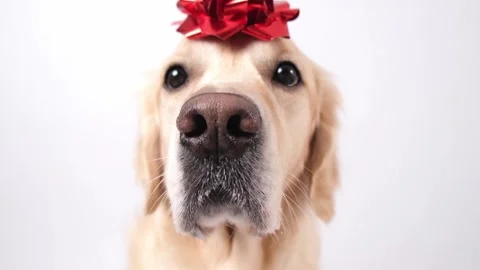 Dog with a red gift bow on his head. Golden Retriever for Valentines Day Stock Footage 255304980