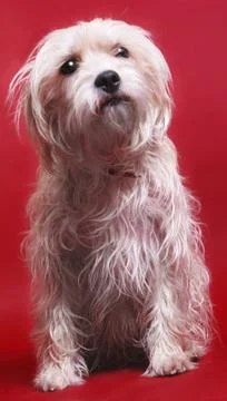 Dog on red Stock Photos