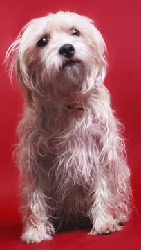 Dog on red Foto stock