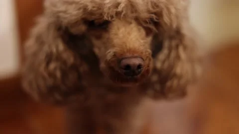 Dog red poodle close up focus on nose, 4k video Stock Footage 146475553