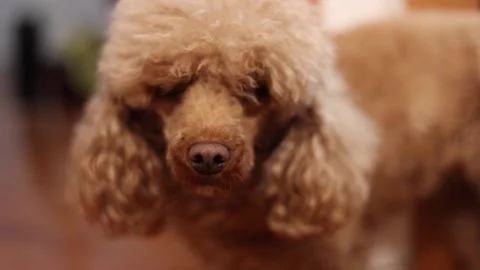 Dog red poodle close up focus on nose Stock-Footage 146509669