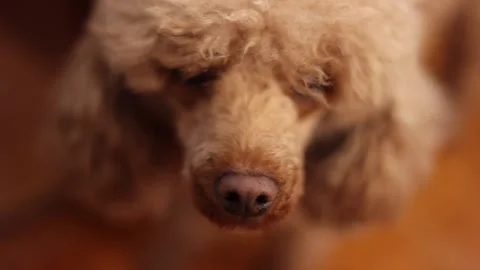 Dog red poodle close up focus on nose Stock Footage 146607617