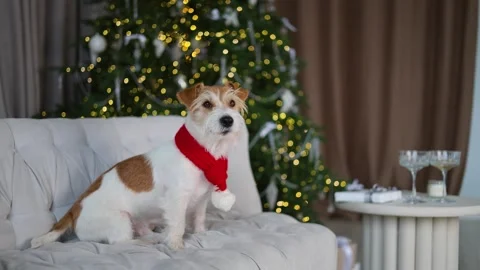 A dog in a red Santa hat against the background of a decorated Christmas tree  스톡 동영상 256606955