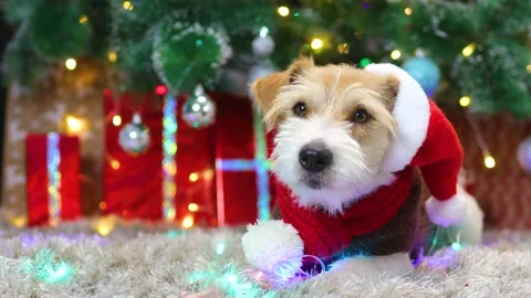A dog in a red scarf and a cap lies under a Christmas tree with gifts Vídeos de archivo 165858699