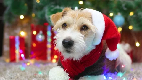 A dog in a red scarf and a cap lies under a Christmas tree with gifts Vídeo Stock 165858739