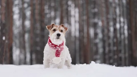 Dog with red scarf in winter forest. Wirehaired Jack Russell Terrier Stock Footage 293705781