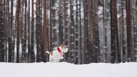 Dog with red scarf in winter forest. Wirehaired Jack Russell Terrier Stock Footage 293706386