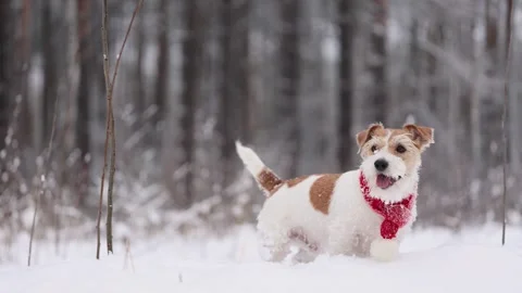 Dog with red scarf in winter forest. Wirehaired Jack Russell Terrier Stock Footage 293707670