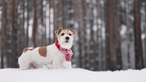 Dog with red scarf in winter forest. Wirehaired Jack Russell Terrier Stock Footage 293708542