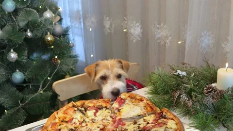 A dog in a red shirt eats pizza from the table Stock Footage 165180150