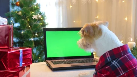 A dog in a red shirt looks at a laptop with a green screen on the background of  動画素材 165128564