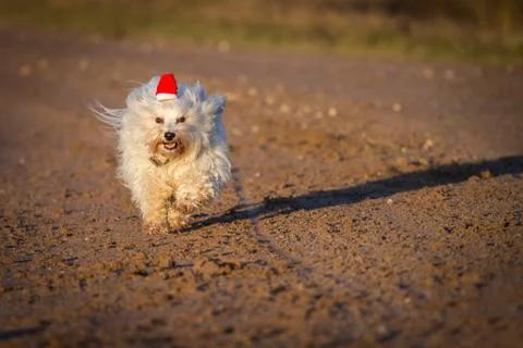 Dog with red stocking cap Stock Photos