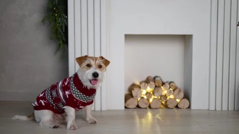 A dog in a red sweater against the background of a home fireplace.  Stock-Footage 256597193