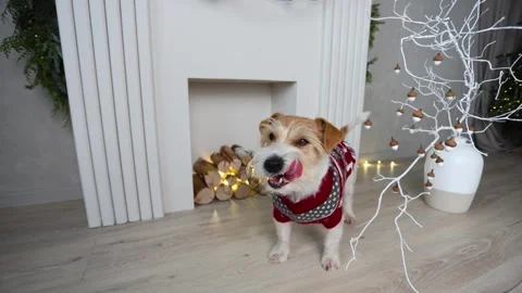 A dog in a red sweater against the background of a home fireplace.  Stock Footage 256597409