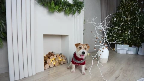 A dog in a red sweater against the background of a home fireplace.  Stock Footage 256597673