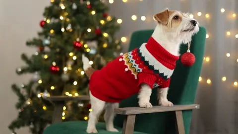 Dog in red sweater on green chair. Pet decorates New Year tree with balls Stock Footage 294168853