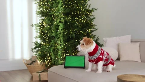 A dog in a red sweater looks at a screen with chromakey Stock Footage 259719161
