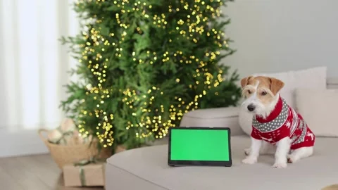 A dog in a red sweater looks at a screen with chromakey Stock Footage 259720643