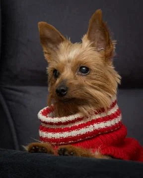 Dog in a red sweater Foto stock