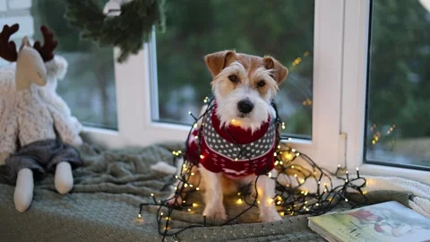 A dog in a red sweater on the windowsill. Festive decoration on Christmas Eve. 스톡 동영상 256595953