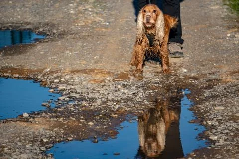 Dog reflection on a pool Stock Photos
