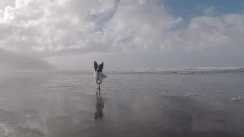 Dog on a Reflective Beach 動画素材 157007754