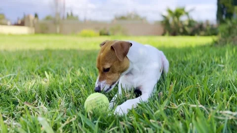 Dog relaxed Stock Footage 305170619