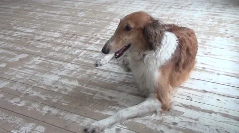 Dog relaxed lying 動画素材 50153593